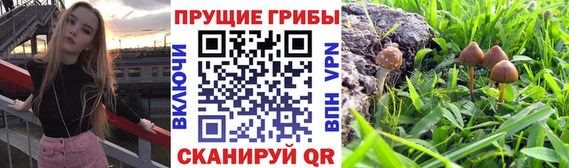 Галлюциногенные грибы Psilocybe  наркошоп  Валуйки 